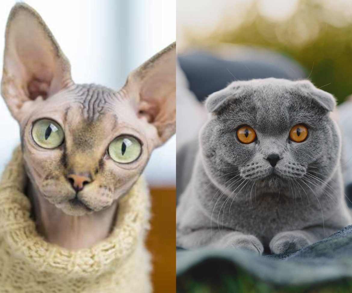 Niederlande verbieten Sphinx und Faltohrkatzen ab 2026. Warum Qualzucht zu Bußgeldern bis 1500 Euro führt und ob Deutschland die Gesetze bald verschärfen wird.