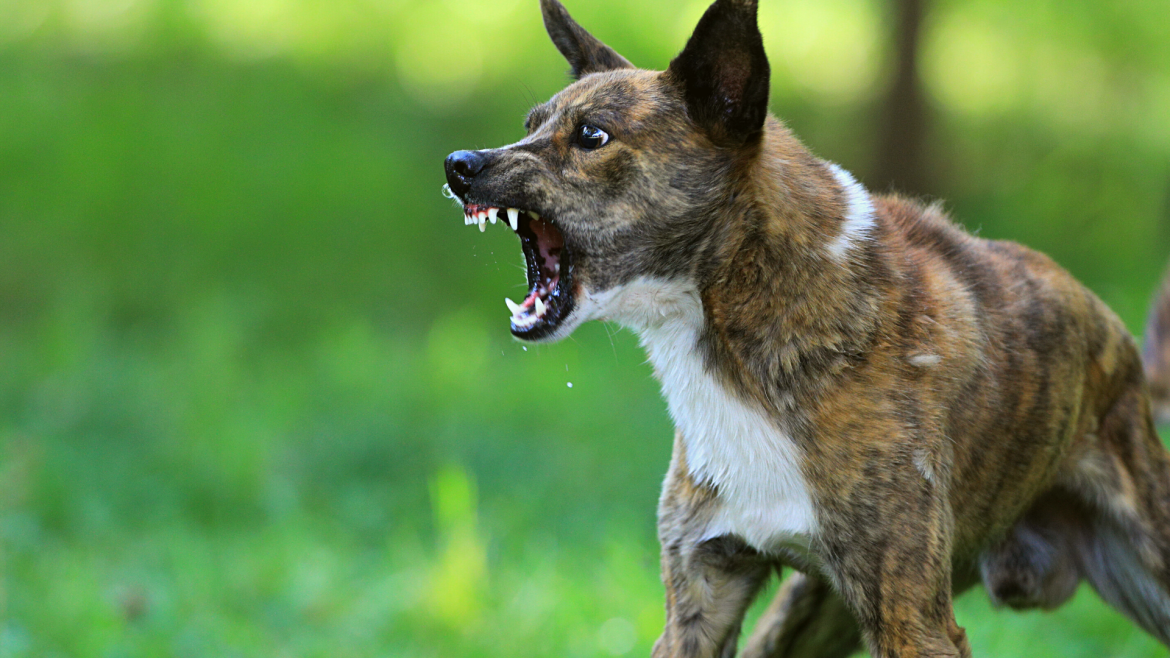 In München musste die Polizei eingreifen, als ein aggressiver Hund die eigene Familie im Hotelzimmer einschloss. Sicherung durch Tierheim erfolgte.