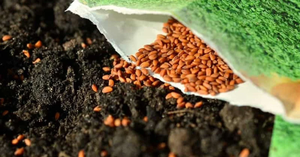 Bestes Saatgut 2026: Entdecken Sie die ertragreichsten Gemüsesorten. Experten-Tipps für Tomaten, Gurken und Bio-Samen für eine erfolgreiche Ernte im eigenen Garten.