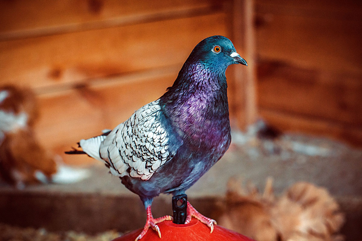 Entschlüsseln Sie die Frage: Was bedeutet es, wenn man von einer Taube träumt? Unser Ratgeber zur Traumdeutung erklärt Symbole, Farben und Handlungen der Vögel.