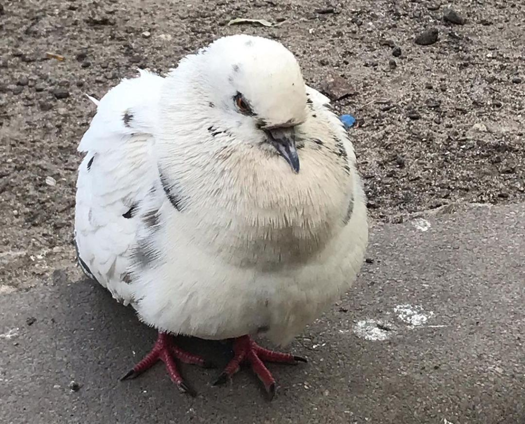 Was bedeutet es, wenn man von einer Taube träumt: Traumdeutung und geheime Botschaften