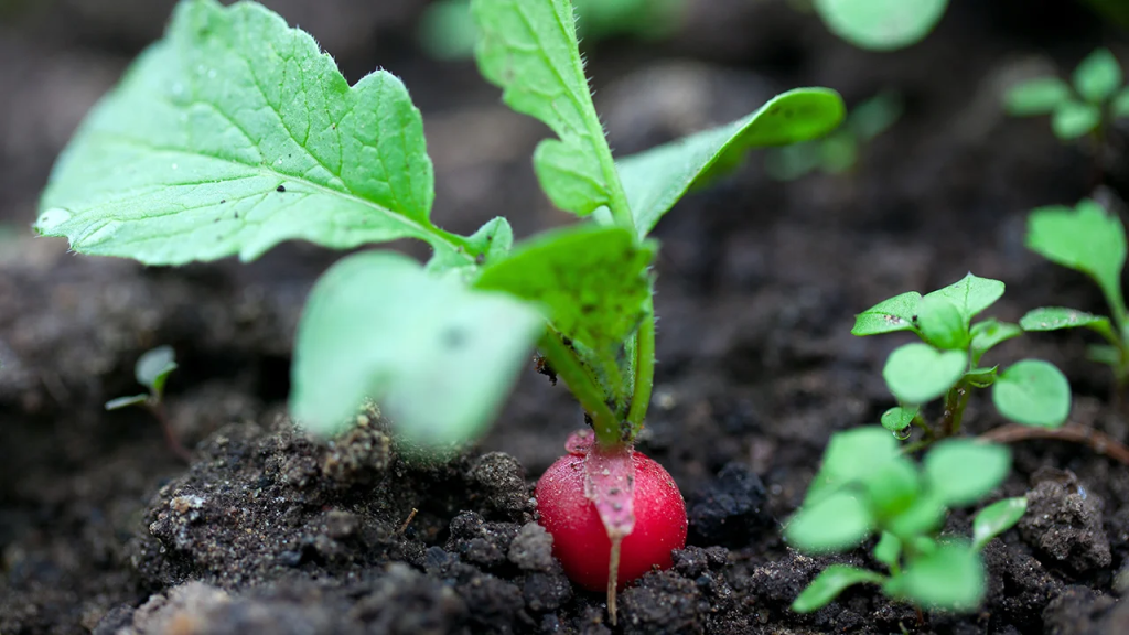 Mondkalender Aussaat März 2026 Deutschland: beste Termine für reiche Ernte im Garten
