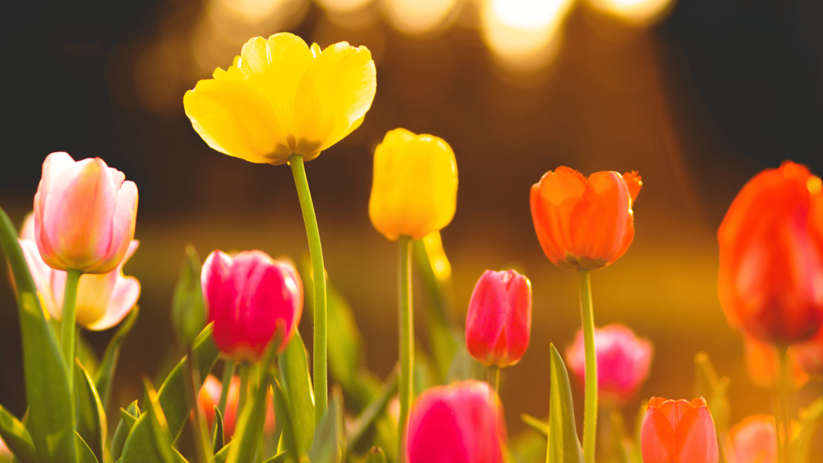 Feiertage im März 2026 in Deutschland im Überblick. Erfahren Sie alles über Ostern, den Frauentag und die Zeitumstellung für Ihre perfekte Reiseplanung im Frühling.