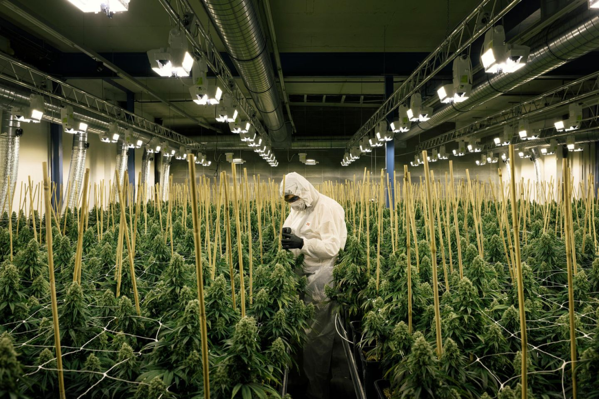 Hamburger CDU kritisiert die Cannabis-Legalisierung: Hohe Verwaltungskosten bei minimaler Wirkung, fordert sofortige Rückabwicklung, berichtet 4thebike.de.