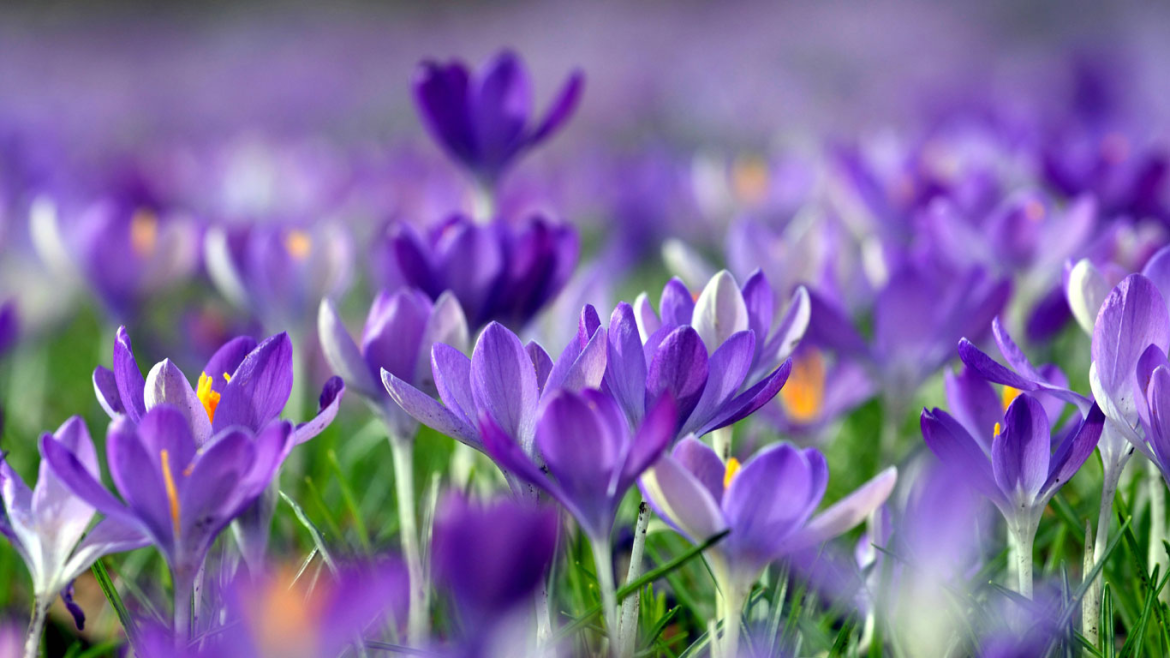 Frühlings-Tagundnachtgleiche 2026 in Deutschland am 20. März. Erfahren Sie alles über astronomische Daten, Frühlingsbräuche und Gesundheitstipps zum Saisonstart.