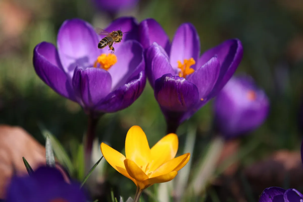 Frühlings-Tagundnachtgleiche 2026 in Deutschland: Wann beginnt der Frühling astronomisch