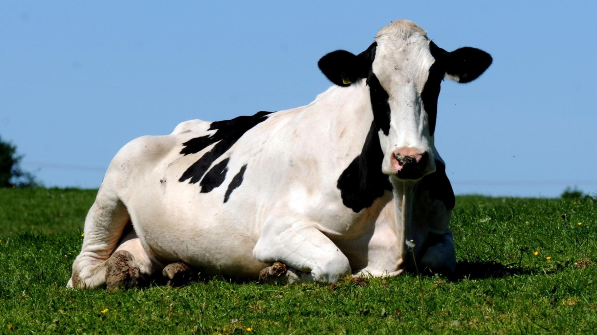 Milchbauern fordern auf der AbL-Tagung freiwilligen Lieferverzicht, um die Milchpreiskrise zu bekämpfen und Marktstabilität zu sichern.